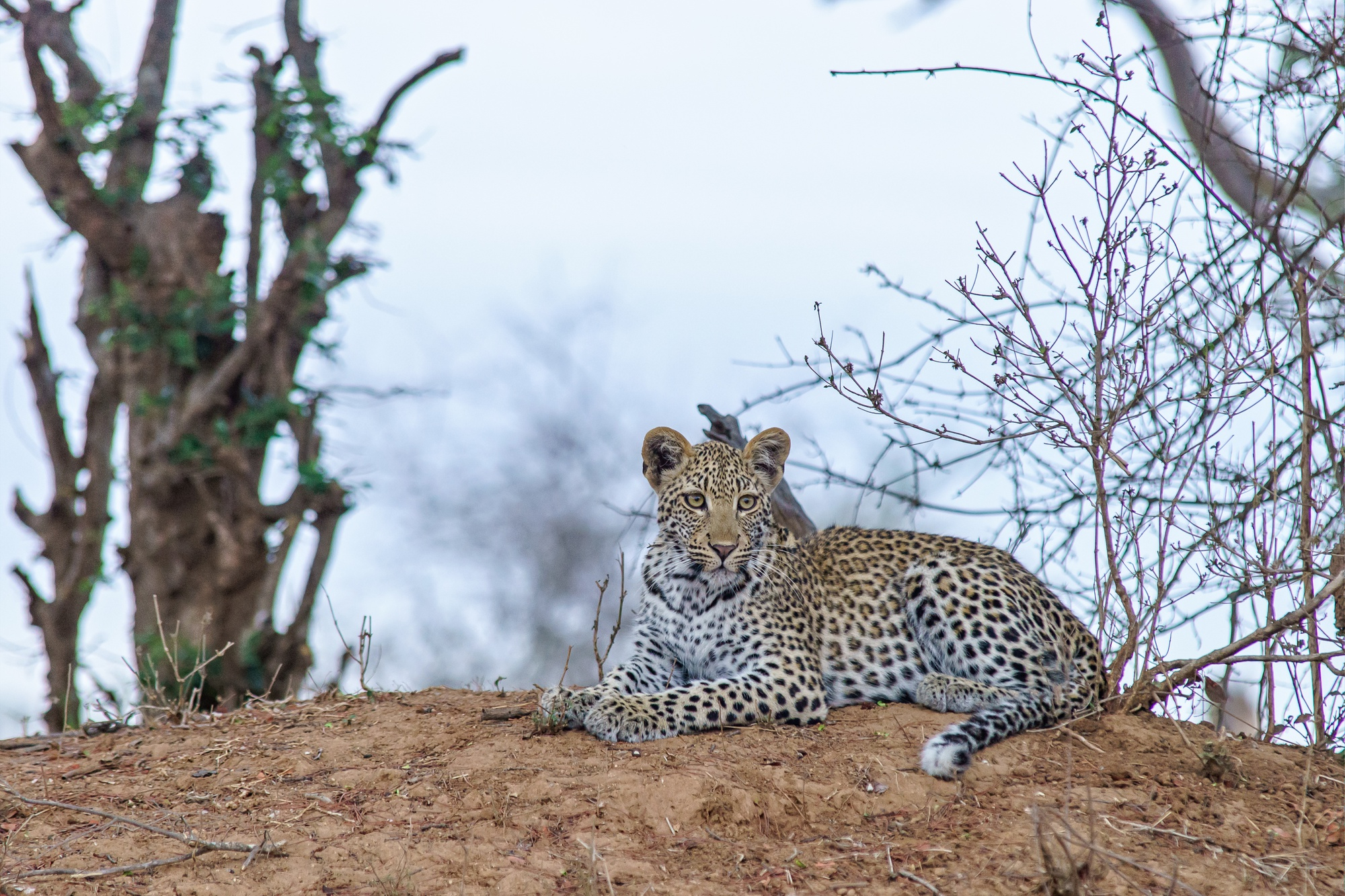 Leopard resting in tall grass
