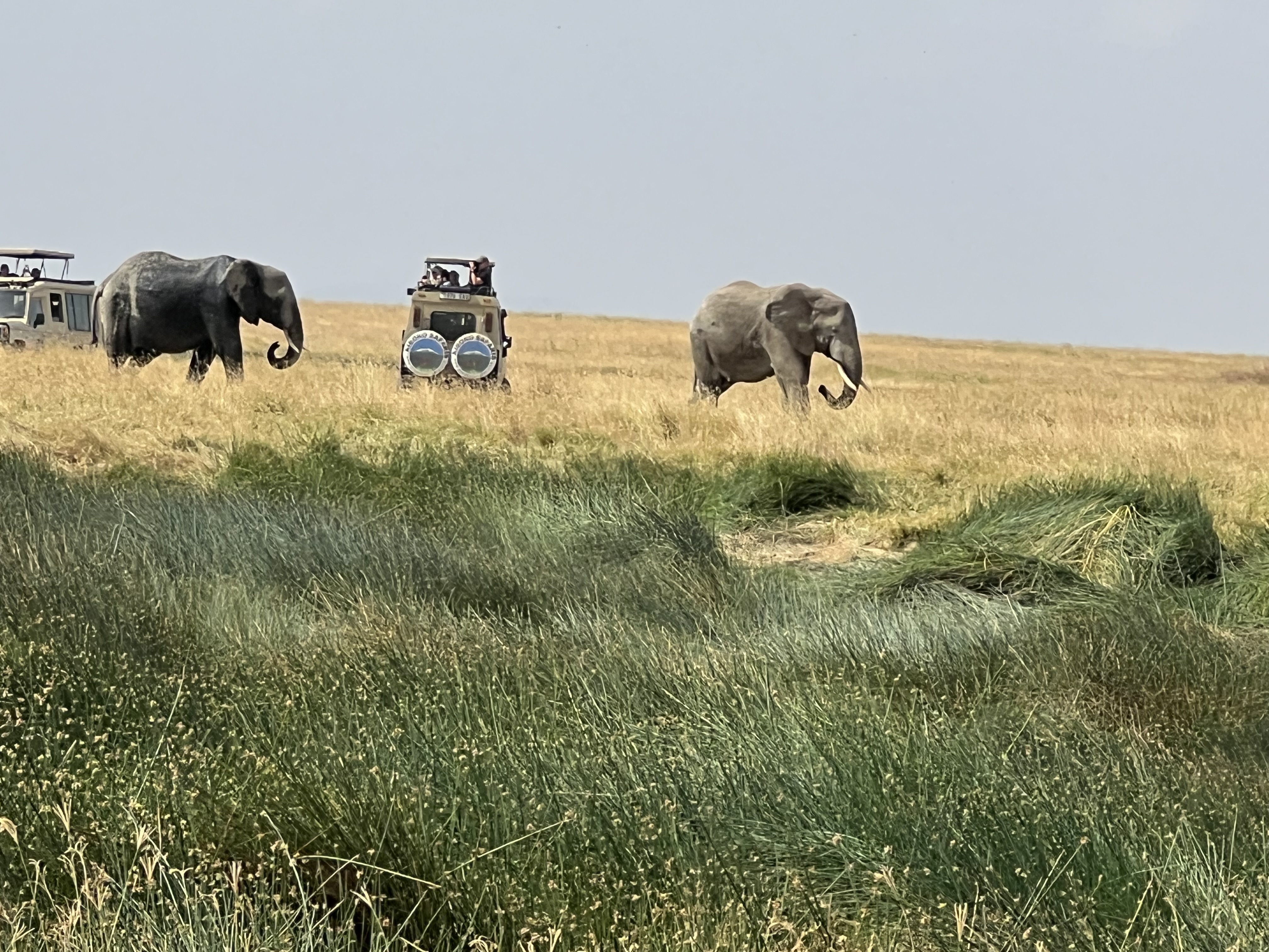 Cape buffalo with oxpecker birds