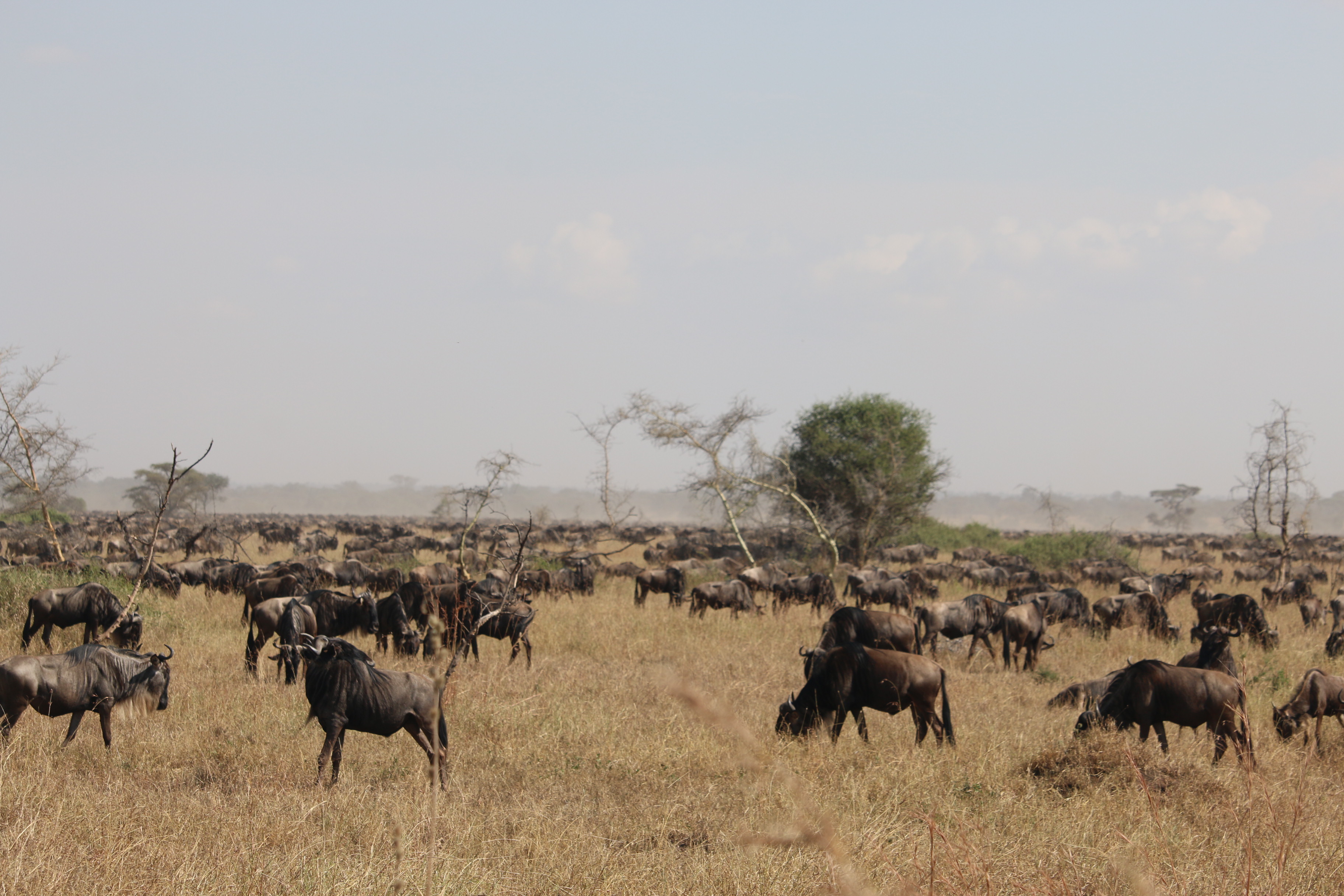 Cape buffalo with oxpecker birds