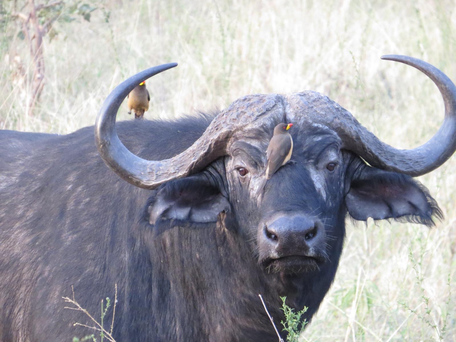 Cape buffalo with oxpecker birds