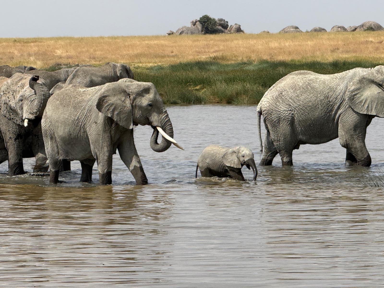 Elephant family with a calf crossing a river
