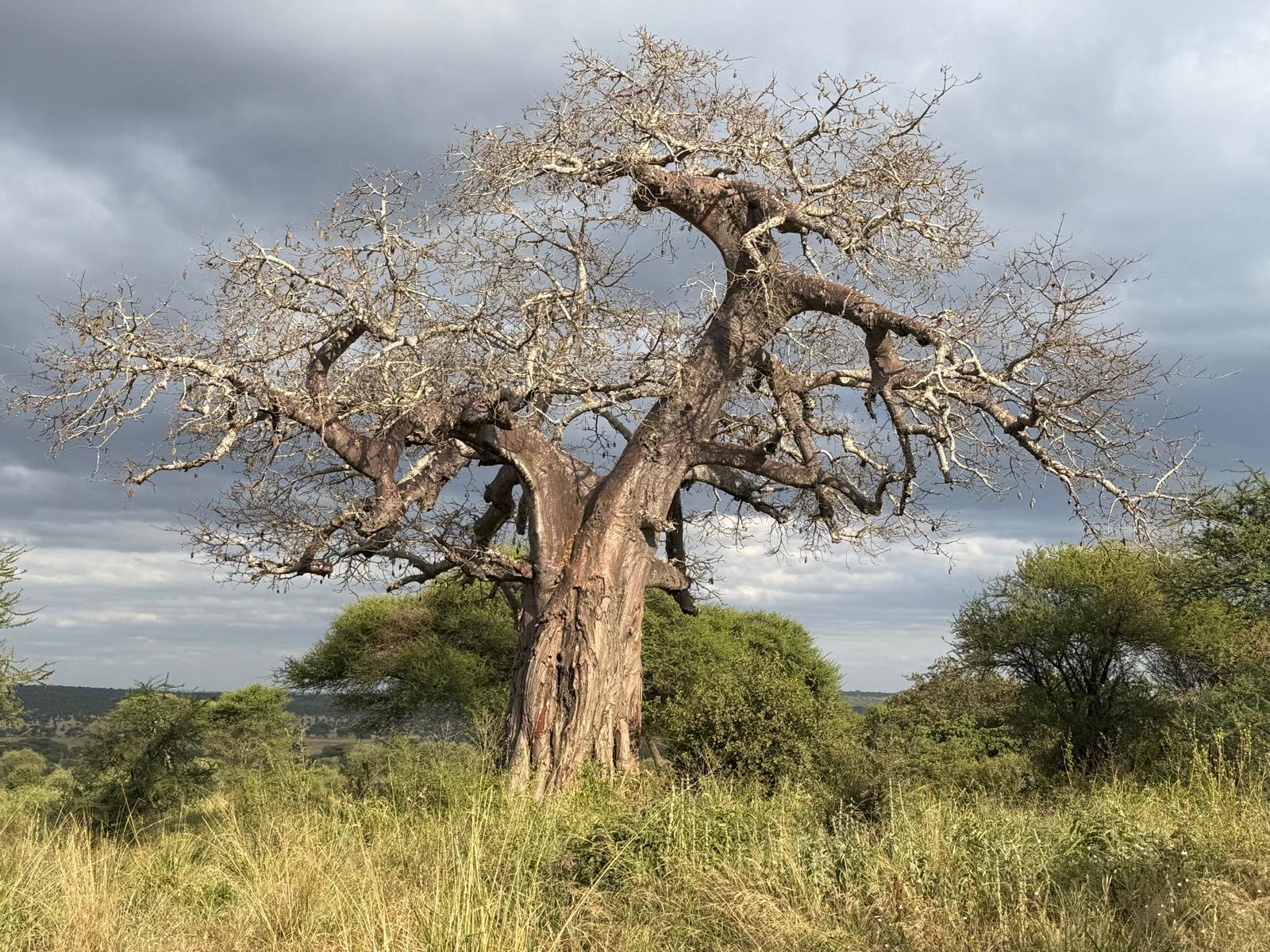 Ancient baobab tree against a dramatic sky