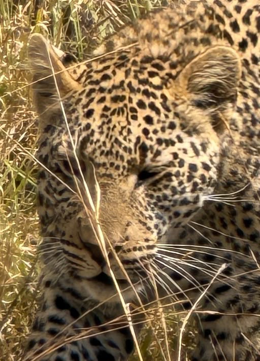 Leopard in dense undergrowth