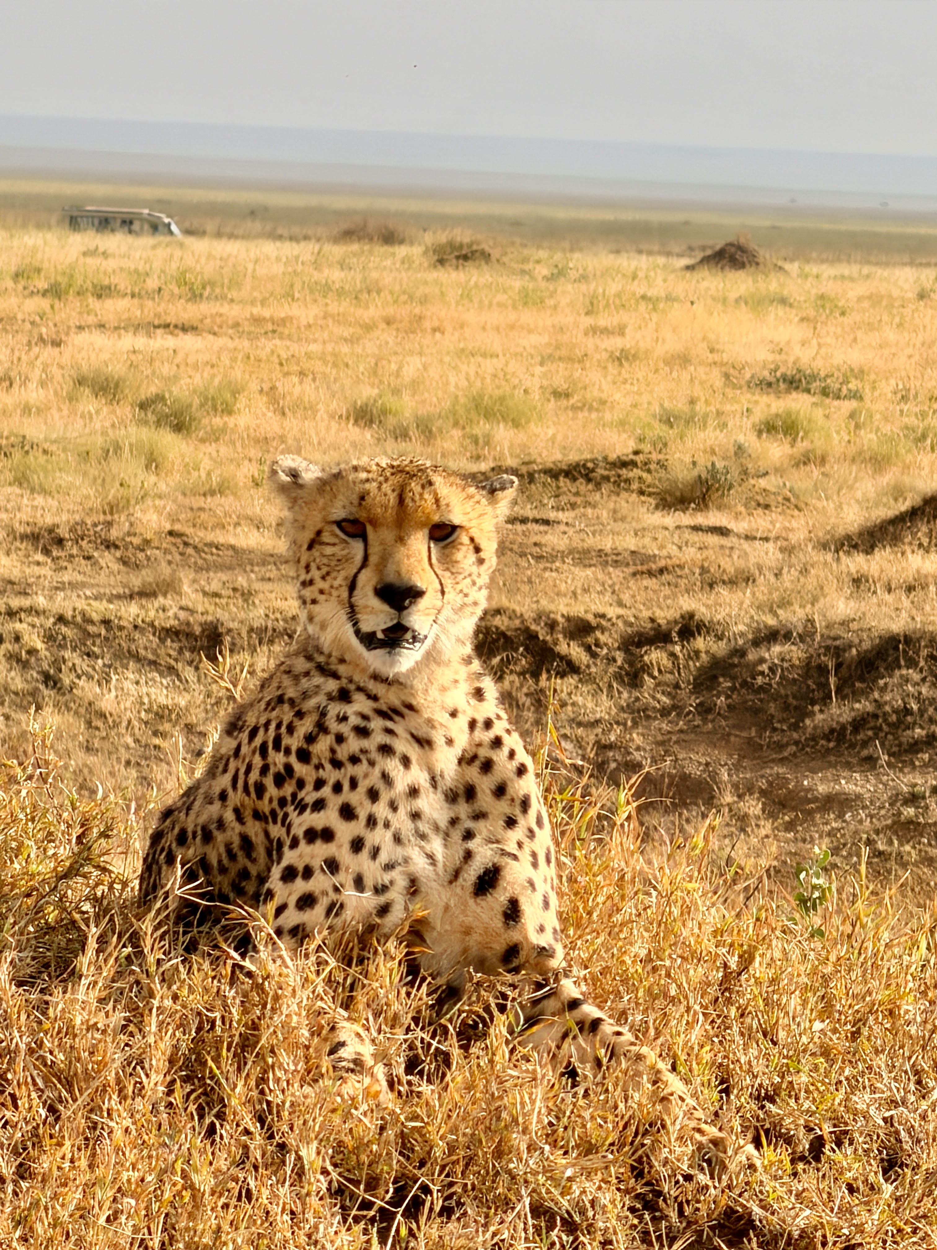 Cheetah surveying the plains