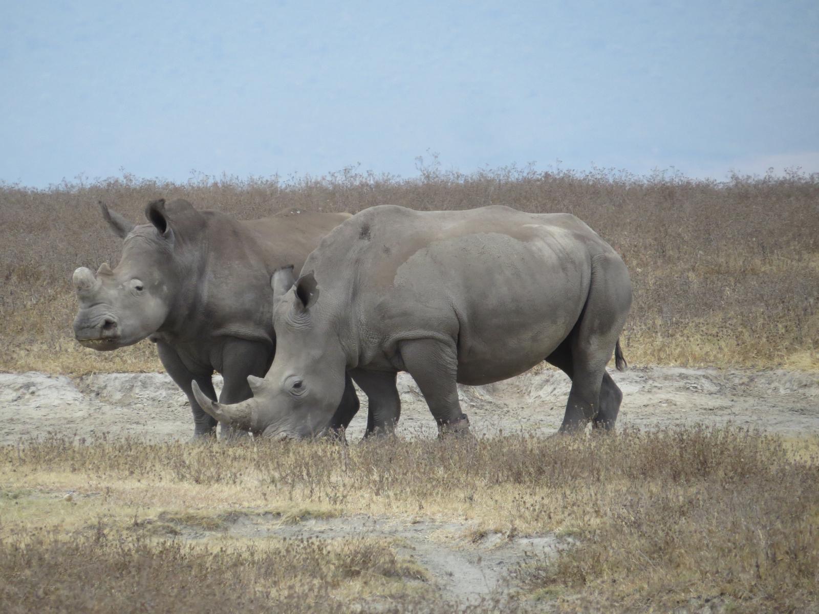 Pair of white rhinos in the grass