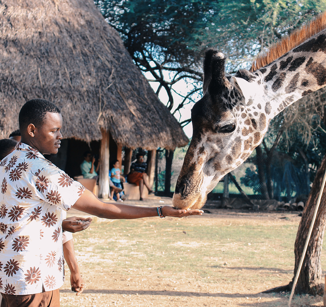 Giraffes serenegeti national park safaris vacation