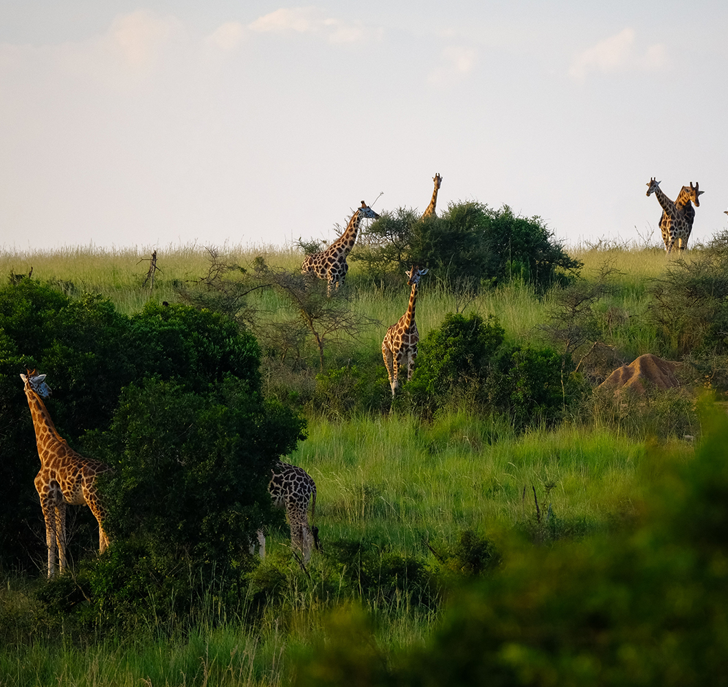 Giraffes Serengeti National Park safaris tanzania