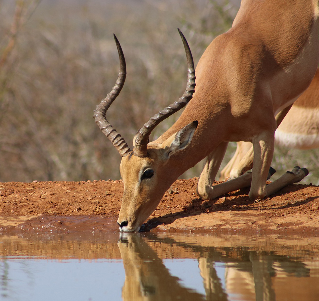 Impala at Serengeti National Park Safaris Tanzania 