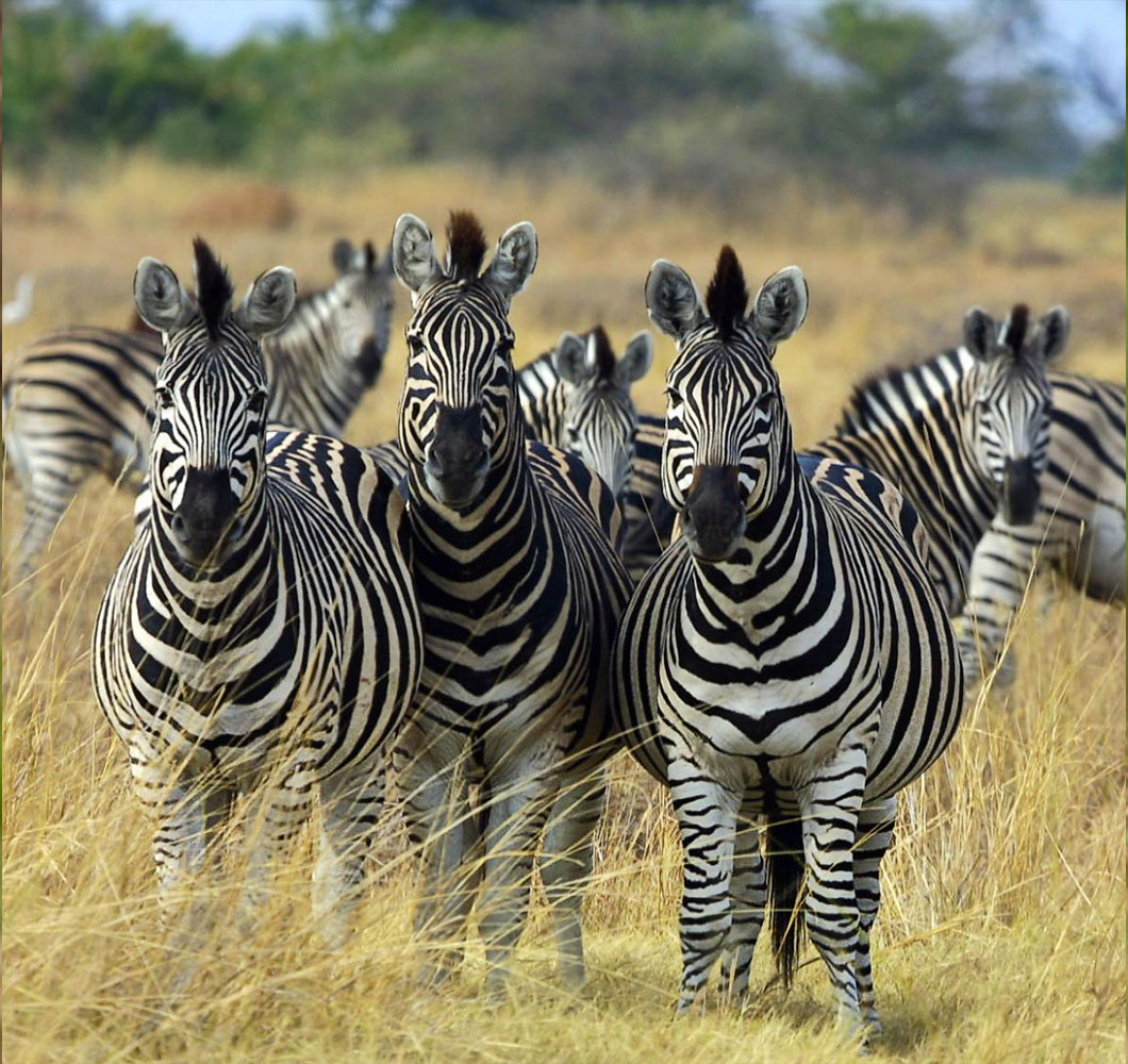 Zebra Ngorongoro Crater tour safaris