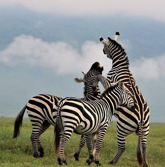 Zebra of Serengeti National Park wildlife Safari in Tanzania vacation