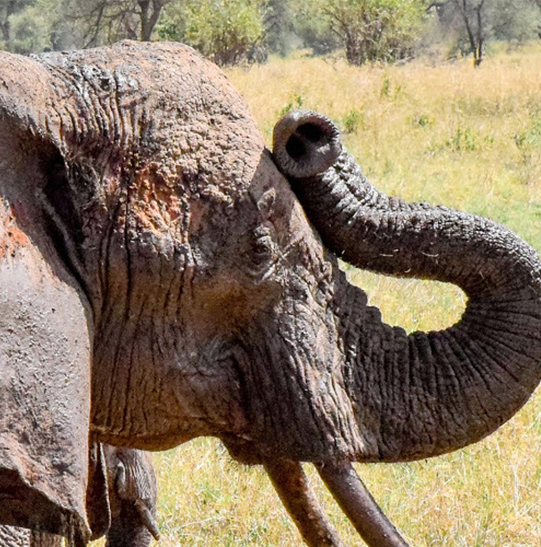 Elephants largest animals on the Earth Serengeti National park Safari