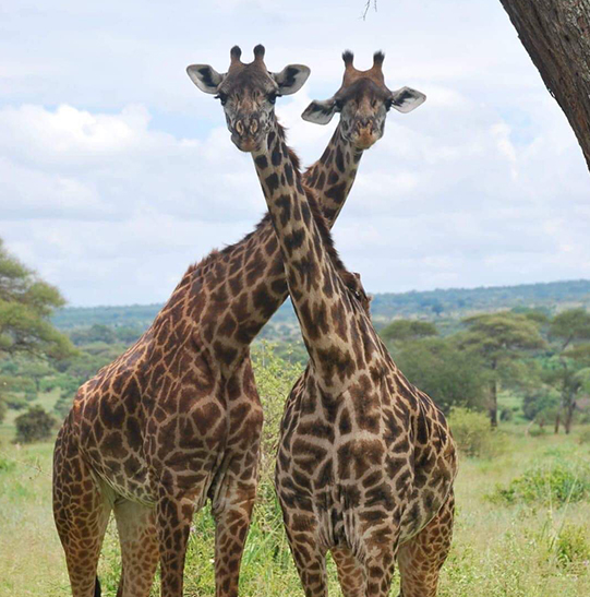 Giraffes tallest land mammals on the Earth African wildlife Safaris