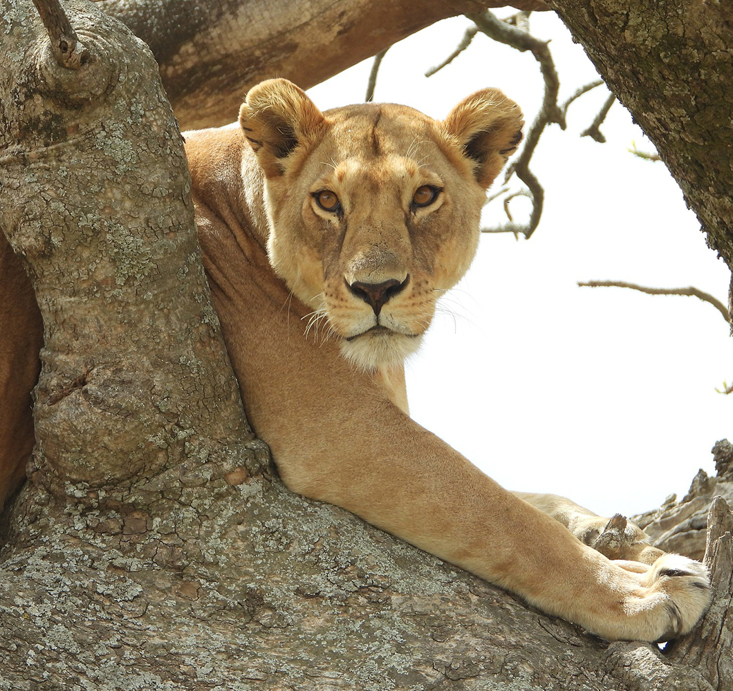 Simba/ Lion tanzania camping safaris
