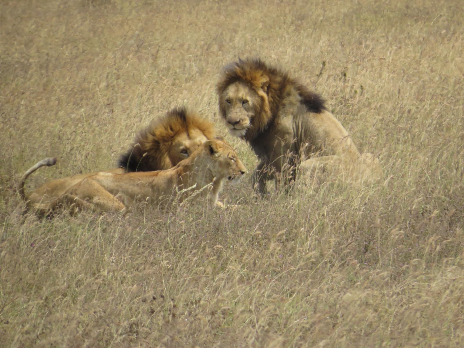 Safari visual