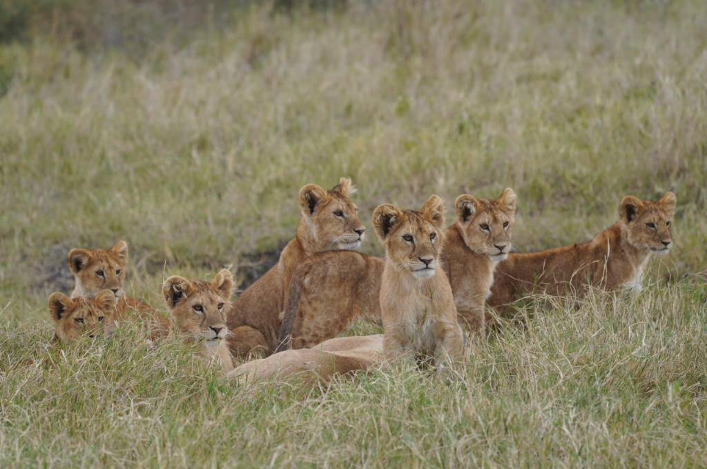 Cultural and Wildlife Odyssey Safari