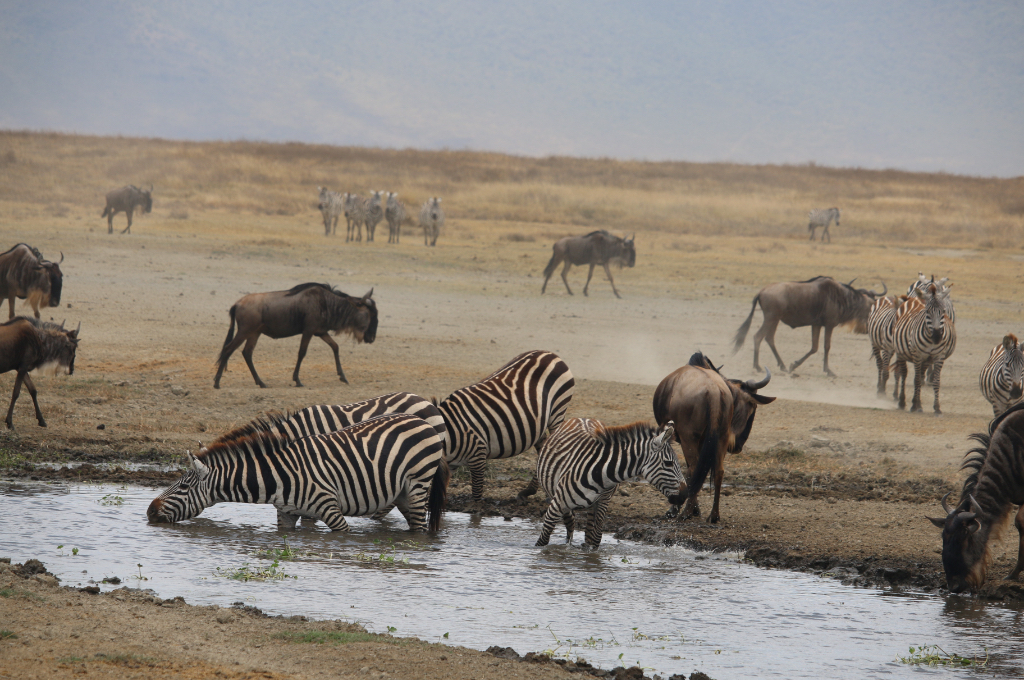 9 NIGHTS KENYA SAFARI 