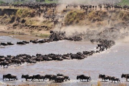 Great Migration, Serengeti National Park, Wildlife Safari, Tanzania