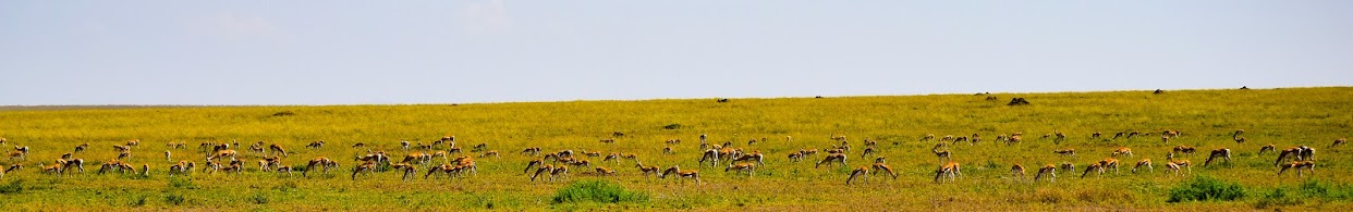 Impala-elephants-serengeti-national-park