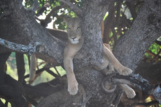 Lion-on-tree-Serengeti-National-park-